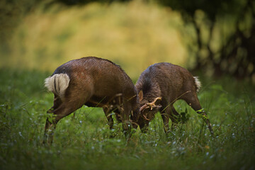 Sika deer stags fighting a battle
