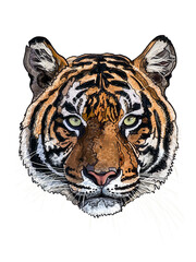 Tiger head, stylish cool detailed hand drawn illustration isolated on white background for wild nature cards or new year festive products design.