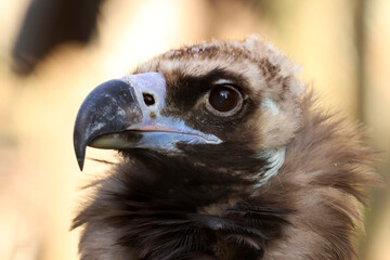 portrait of a vulture