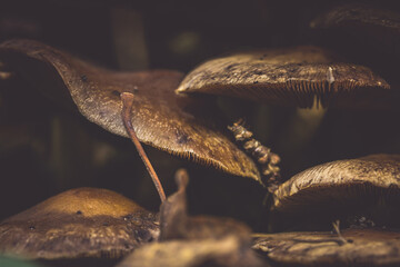 mushrooms in the wild