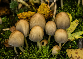 mushrooms in the wild