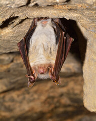 Closeup shot of the Greater mouse-eared bat ( Myotis myotis)