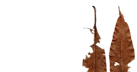 Naklejka premium dry leaf isolated on white background