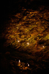 紅葉ライトアップ