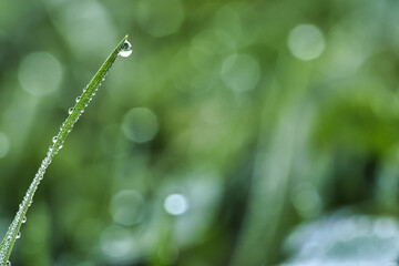 Dew drops on a blade of grass in a meadow