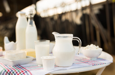 dairy products on table against the background of herd of cows in barn
