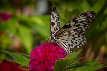 Fototapeta na wymiar Butterflies of Southeast Asia. Filmed in Phuket