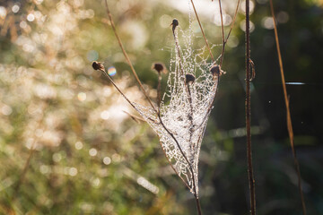 Beautiful spider web in the beautiful backlight of a sunny October morning. Silk threads covered with dew droplets clinging to the vegetation. Abstract floral background. Wallpaper, selective focus