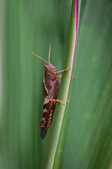 In the grass Grasshopper sat.
