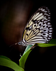 Butterflies of Southeast Asia. Filmed in Phuket