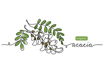 Acacia blossom vector drawn sketch, color illustration for label design of tea or honey. One continuous line art drawing with lettering organic acacia flowers