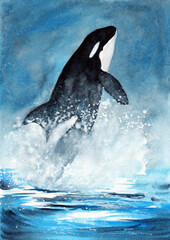 Watercolor illustration of a large black and white spotted killer whale emerging from the blue ocean with spray and foam