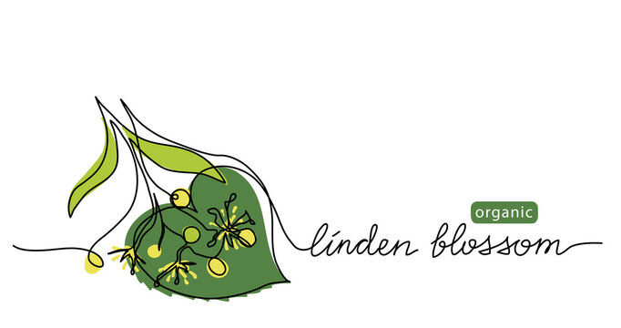 Linden, tilia blossom vector drawn sketch, color illustration for label design of tea or honey. One continuous line art drawing with lettering organic linden flowers