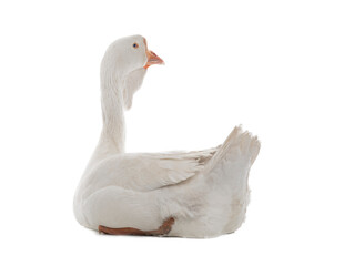sitting goose isolated on white background