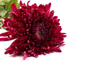 Red chrysanthemum flower on white background isolated with clipping path. Closeup. Вig shaggy flower. for design. Dahlia, Chrysanthemum flower