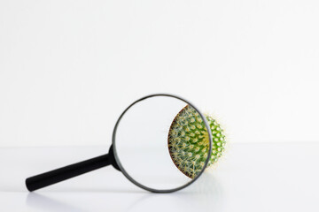 Cactus under magnifier on white background. Concept of investigation, research.