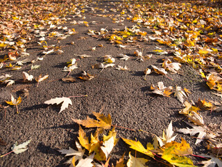 yellow foliage on the path in the sun