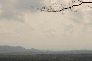 Blur and motion of branches with a white cloud background and misty white morning mountains.