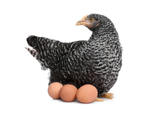 Chicken with eggs on white background. Domestic animal