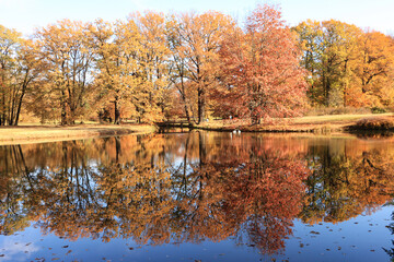 Obraz premium Goldener Herbst im Fürst-Pückler-Park in Branitz; Blick über den Pyramidensee