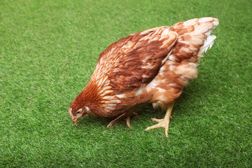 Beautiful chicken on green grass. Domestic animal