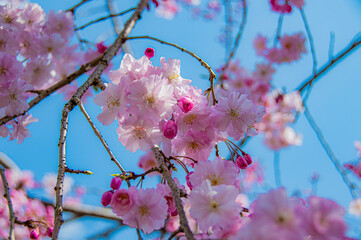 八重桜