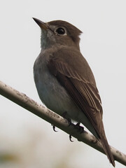 Asian Brown Flycatcher