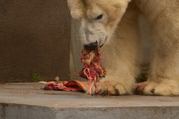 Polar bear and his dinner. Warsaw ZOO