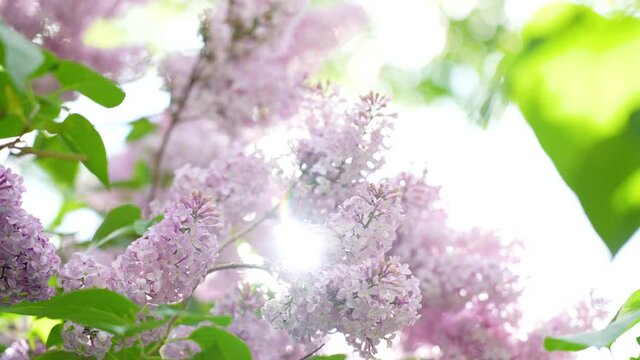 Close-up view 4k video footage of fresh blooming with cute purple flowers branches of lilac tree isolated on sunny sky background