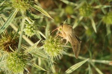 Brown butterfly on green eryngium flower in the meadow