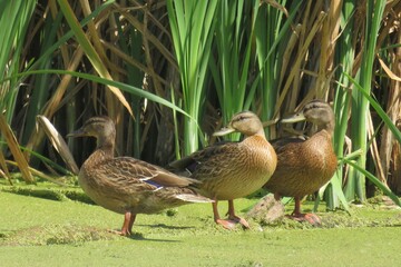 Beautiful three anas ducks in the pond on reeds background