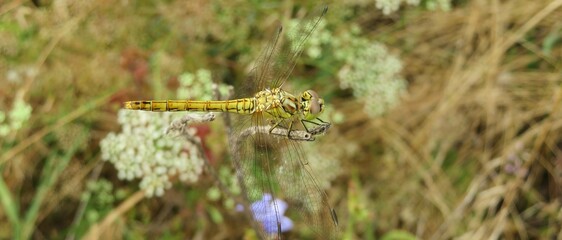 Fototapeta premium Golden dragonfly on a branch in the field, panoramic view