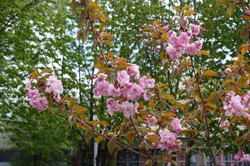 Branches of blossoming double pink sakura tree in April