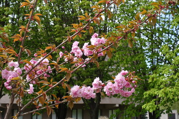 Fototapeta na wymiar Bright pink flowers of blossoming sakura tree in April