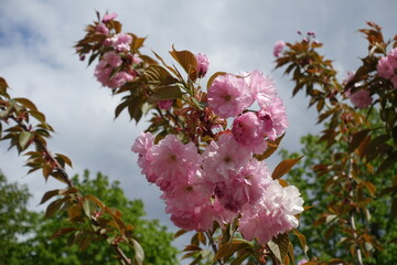 Close view of double pink flowers on branch of blossoming sakura tree in April