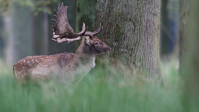 Fallow buck stands on the forest meadow and looks for females, rutting time, autumn, (dama dama), germany, north rhine westphalia 
