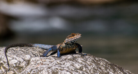 Chameleon on rock 