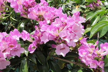 Beautiful flower in the garden for good colorful floral background