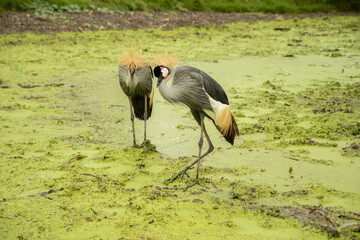 Bird with a red, black and white head Stand on the mossy green ground near the river in the rain. waiting for food in forest.