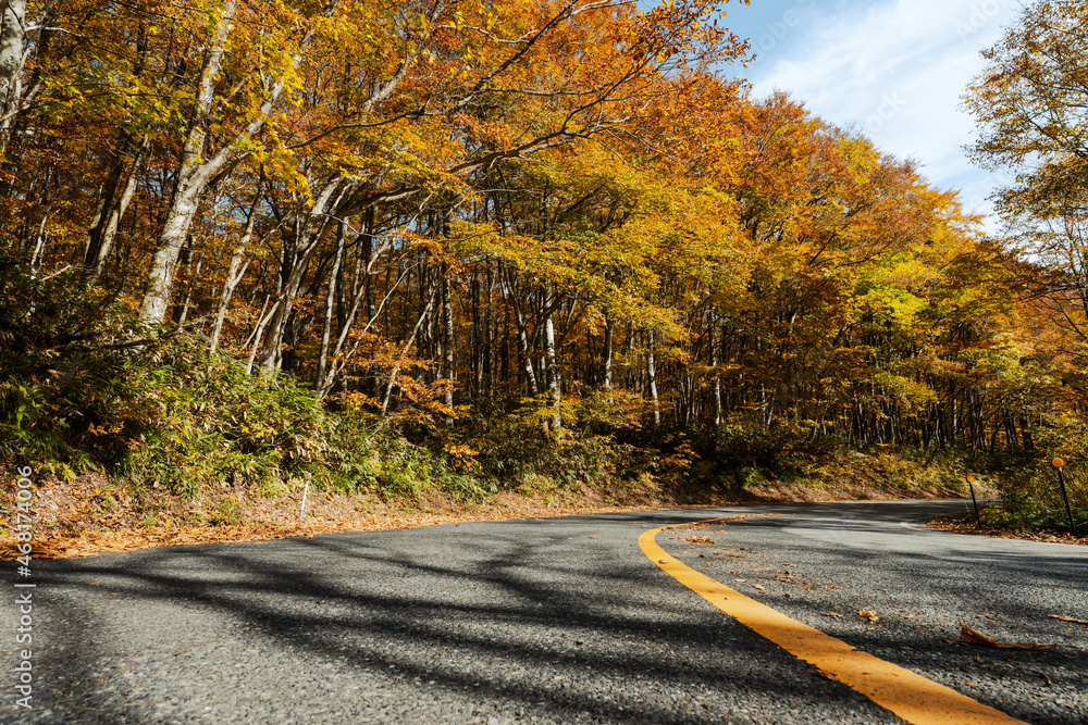 Wall mural 【鳥取県 大山】赤く紅葉した秋の車道　ドライブ
