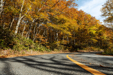 【鳥取県 大山】赤く紅葉した秋の車道　ドライブ
 - obrazy, fototapety, plakaty
