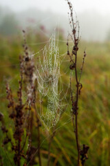 Vertical photo of cobwebs on plants against the background of grass on the street in bad weather