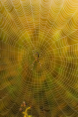 Vertical photo of cobwebs on plants against the background of grass on the street. Nature concept