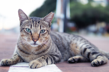 Cat lying on the floor