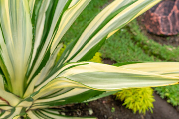Obraz premium Beautiful white green leaves of Mauritius hemp or Furcraea foetida. Green aloe plant. Agave plant. Selective Focus. Defocus.