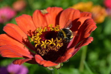 bee on red flower