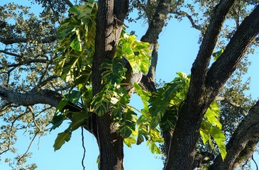Beautiful fenetrated leaves of Giant Hawaiian Pothos climbing on top of a tree