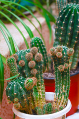 Echinopsis cactus with offshoots of babies or pups. Echinopsis calochlora. Selective focus