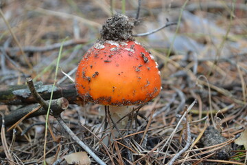 A small mushroom with earth on the cap.