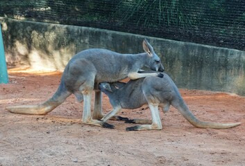 A female kangaroo nursing a baby on the ground